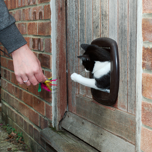 When the Cat’s Scared of the Cat Flap: Tips for Smooth Transition