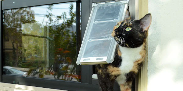 When the Cat’s Scared of the Cat Flap: Tips for Smooth Transition