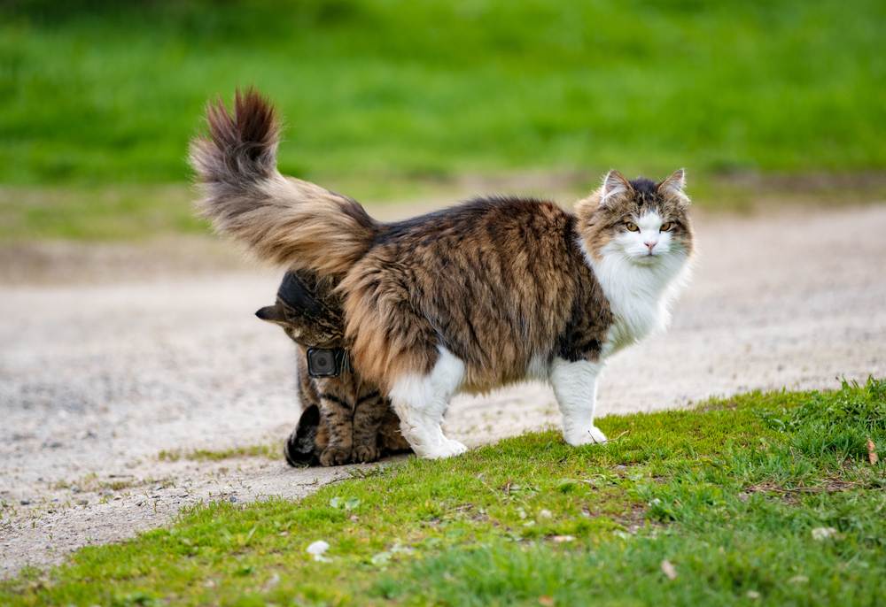 Cat Behavior Unveiled: Understanding the Mystery of Angry Bum Sniffing