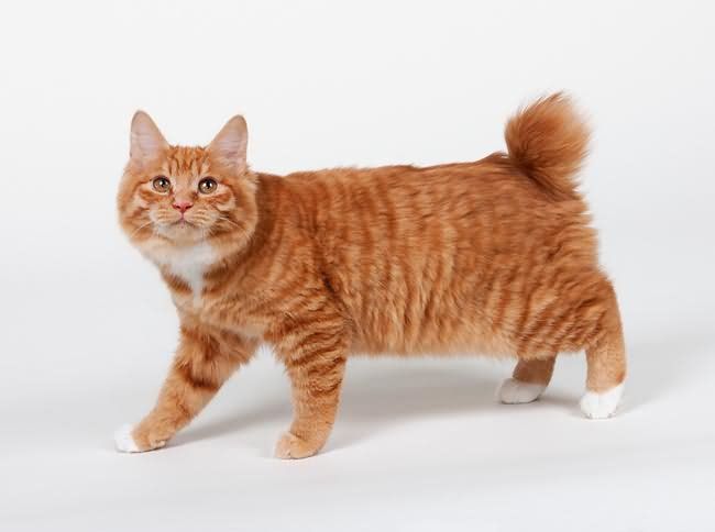 The Playful Companion: Unveiling the American Bobtail Cat