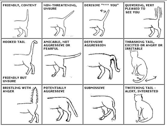 Understanding Your Cats Constant Tail Movement
