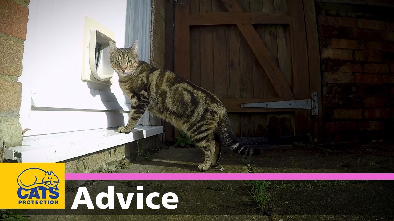 When the Cat’s Scared of the Cat Flap: Tips for Smooth Transition When the Cat’s Scared of the Cat Flap: Tips for Smooth Transition