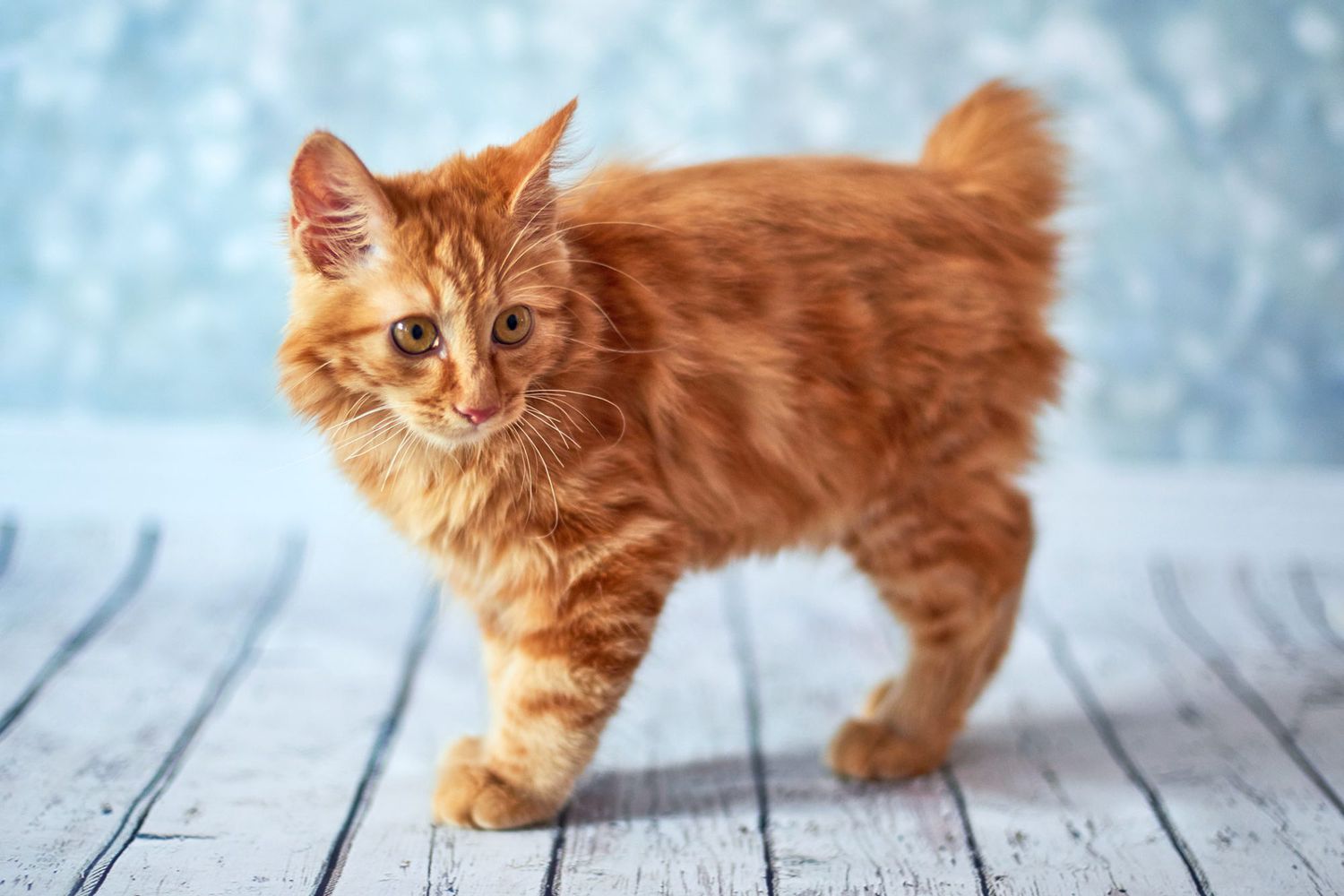 The Playful Companion: Unveiling the American Bobtail Cat