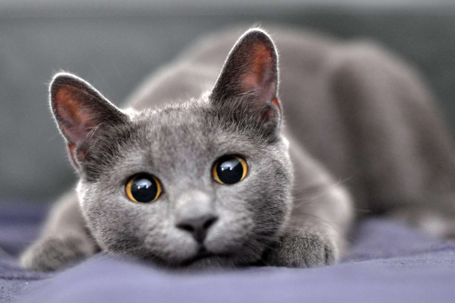 Best Cat Trees For The Russian Blue Cat Breed