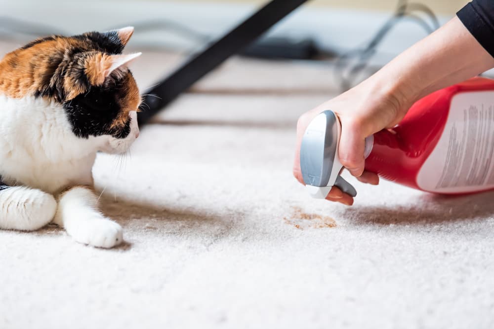 Cleaning Cat Pee: A Guide To Banishing The Stink