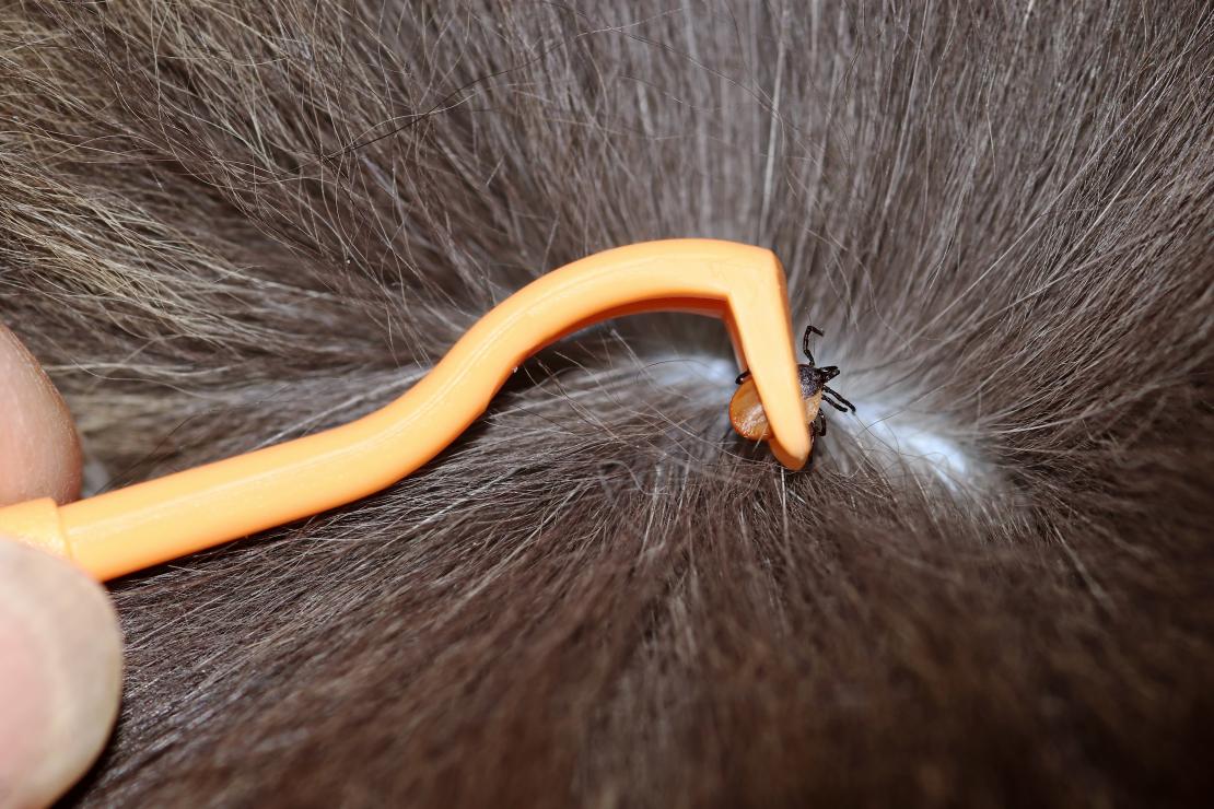 The Purr-fect Removal: A Step-by-Step Guide to Tick Removal in Cats