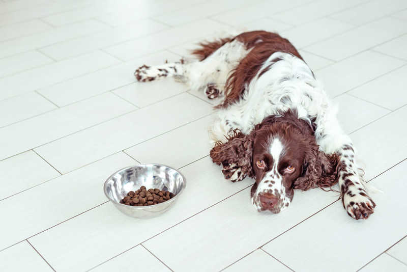 Picture of Understanding Why Your Dog May Not Be Eating - Petpalace.uk