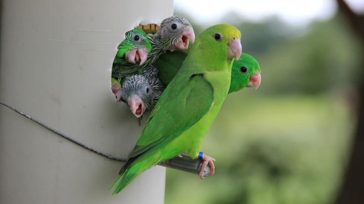 Essential Training Tips for Baby Parrots A Comprehensive Guide
